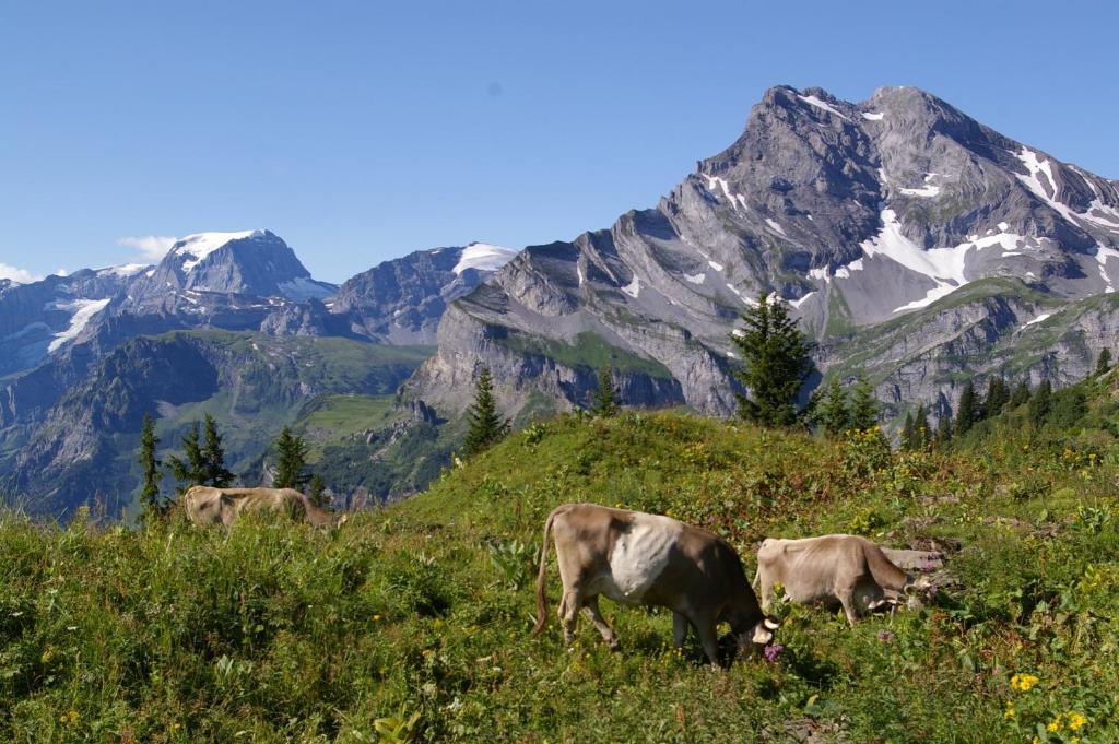 Adrenalin Backpackers Hostel Braunwald Exterior foto